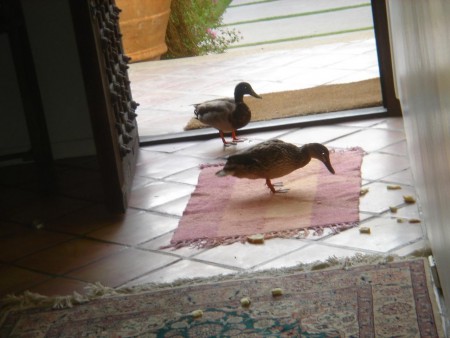 餌を上げたのはアクセルかな