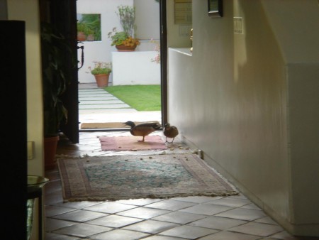 鳥さん自由です