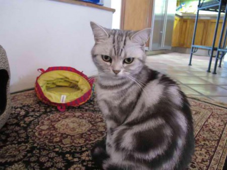 飼い主にそっくり・・・