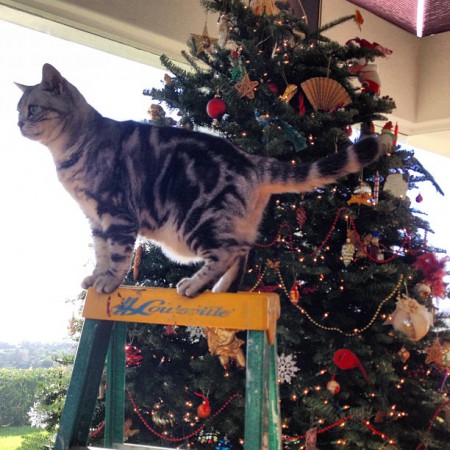 クリスマスツリーと