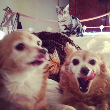 ワンちゃんはベータさんが飼っているのかも