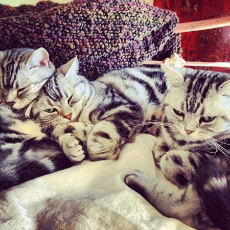 首輪をつけていないんですよね。アクセルっぽい